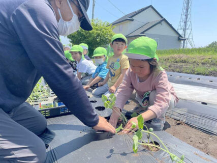 年長　菜園活動