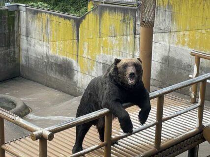 有珠登山⇒クマ牧場！