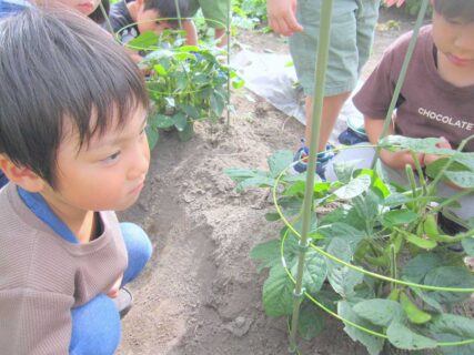 ひまわり 7月の写真を掲載しました。