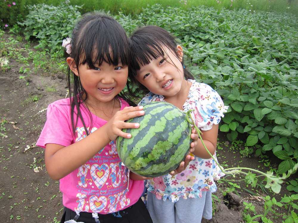 ひまわり8月