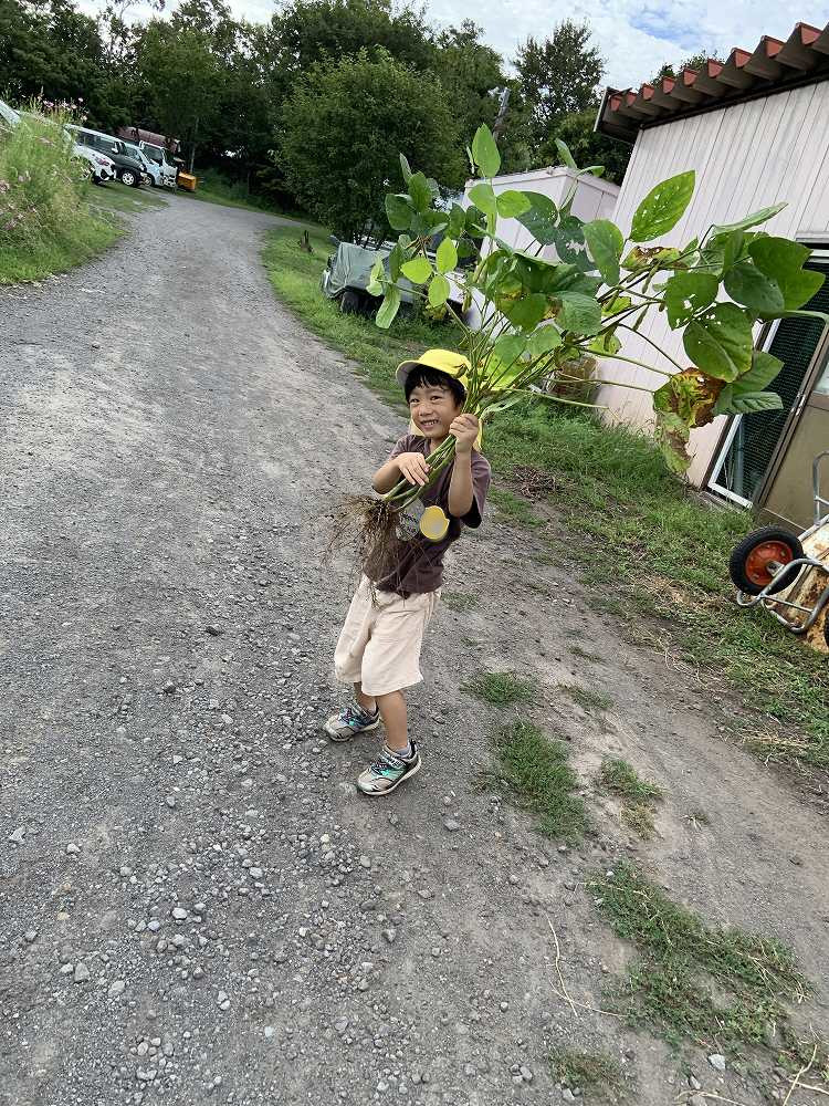 ひまわり9月