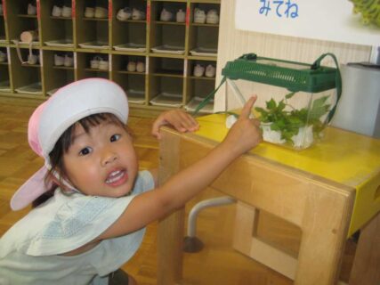 大きくなあれ！キアゲハの幼虫🦋